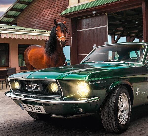 Thumbnail for my Gallery with Ford Mustang