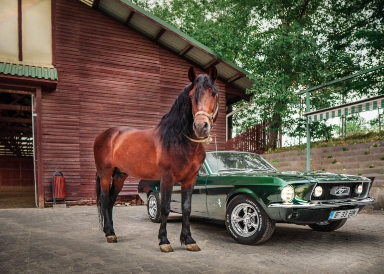 Thumbnail for my Gallery with Ford Mustang